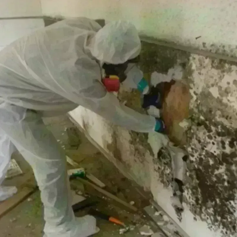 Mold Remediation and Removal in Nelson County, ND